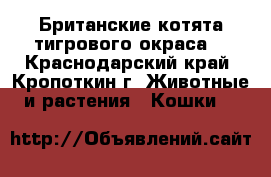 Британские котята тигрового окраса. - Краснодарский край, Кропоткин г. Животные и растения » Кошки   